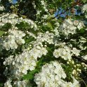 Crataegus laevigata 'Punicea' fleur